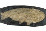 Eocene Fossil Fish (Cyclurus) - Messel Shale, Germany #113177-1